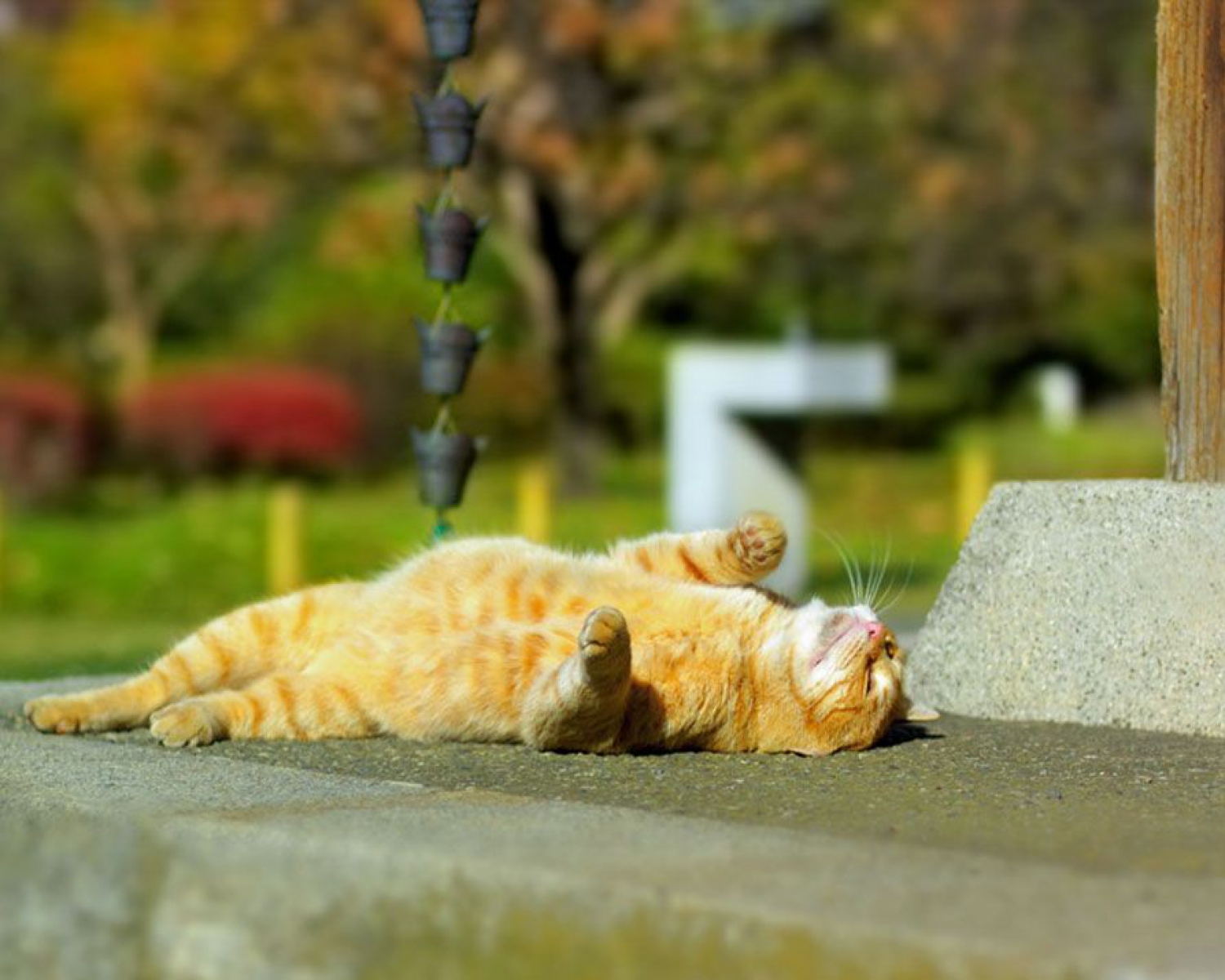Теплый день род. Кот на солнышке. Кот греется на солнышке. Жаркое лето. Лето тепло.
