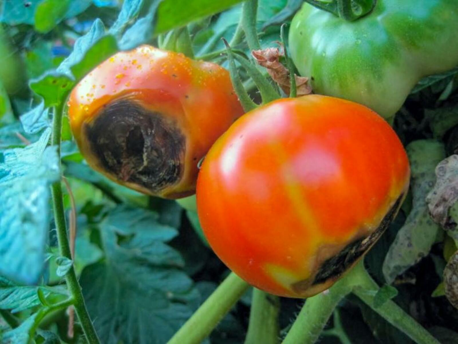 Гибнут томаты